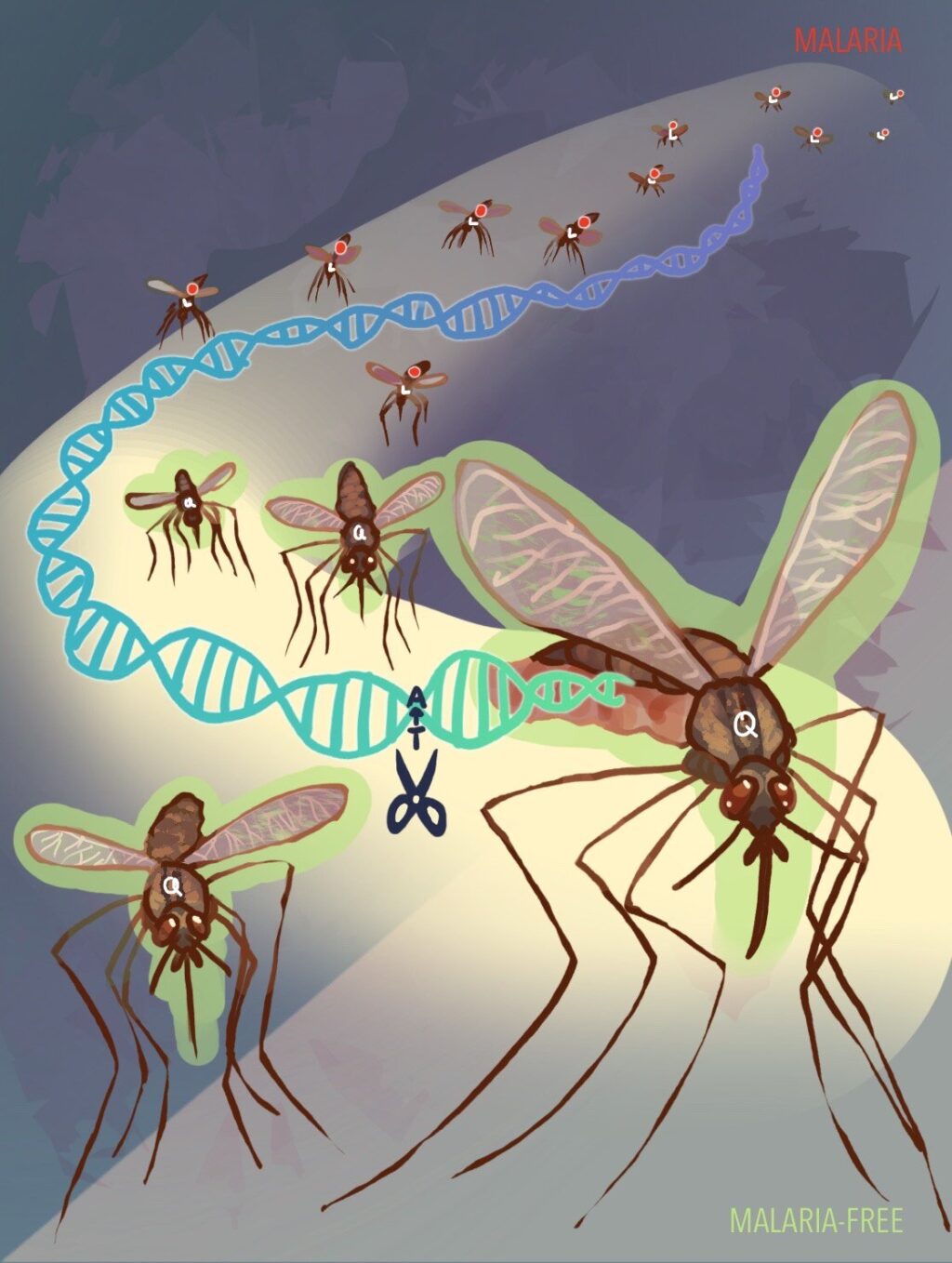 genetic-breakthrough-mosquitoes-engineered-to-block-malaria-transmission