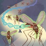 genetic-breakthrough-mosquitoes-engineered-to-block-malaria-transmission