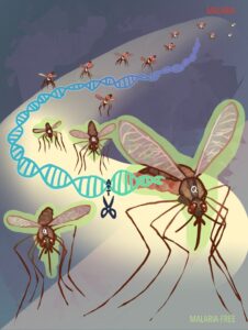 genetic-breakthrough-mosquitoes-engineered-to-block-malaria-transmission