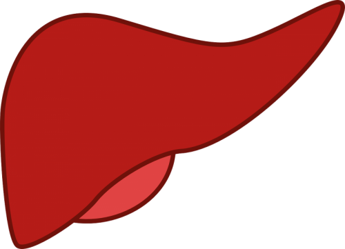 groundbreaking-liver-disease-screening-study-reaches-2000-participants