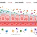 gut-health-and-heart-failure-unveiling-the-microbiome-connection