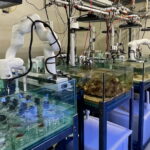 high-ocean-temperatures-may-offer-temporary-relief-to-coral-disease