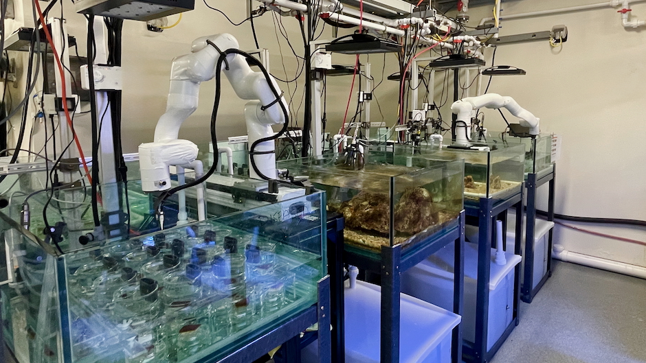 high-ocean-temperatures-may-offer-temporary-relief-to-coral-disease