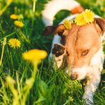 how-to-identify-and-manage-hay-fever-in-pets