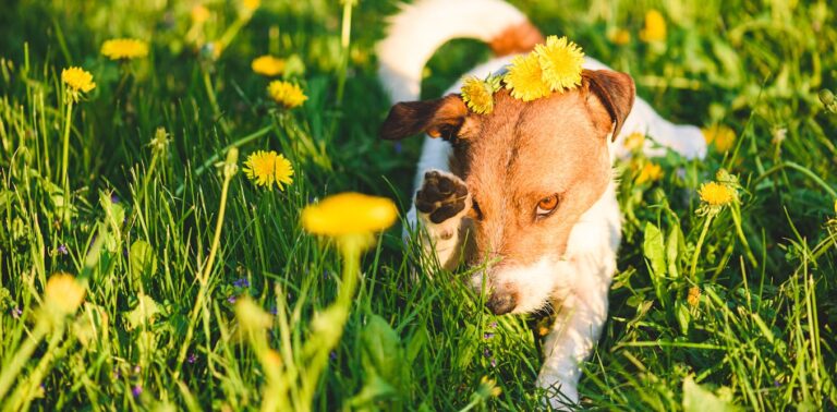 how-to-identify-and-manage-hay-fever-in-pets