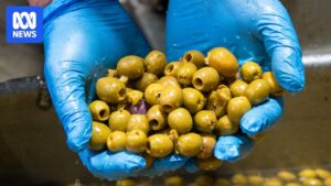 innovative-olive-processing-in-australia-promises-new-flavors-and-lower-costs