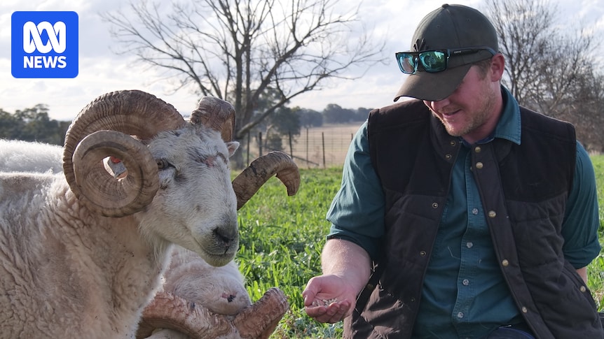 innovative-sheep-breeding-aims-to-revolutionize-australian-agriculture