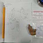 neanderthals-distinct-butchery-techniques-reveal-cultural-traditions