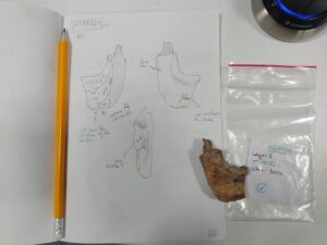 neanderthals-distinct-butchery-techniques-reveal-cultural-traditions