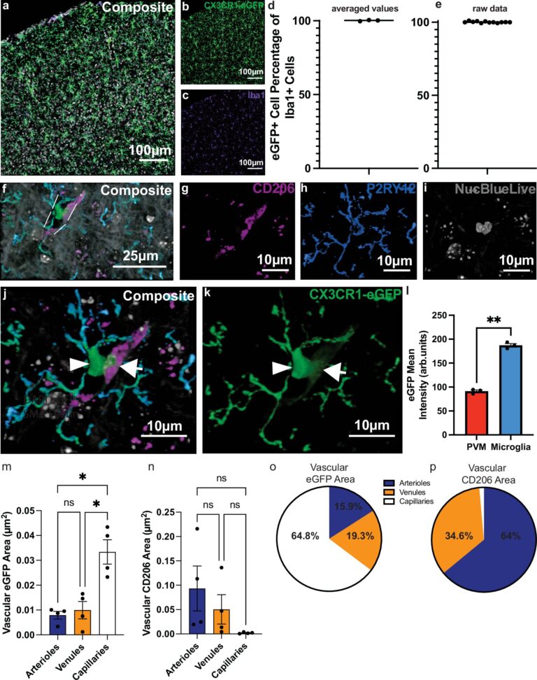 new-discovery-on-microglia-could-revolutionize-alzheimer-s-treatment