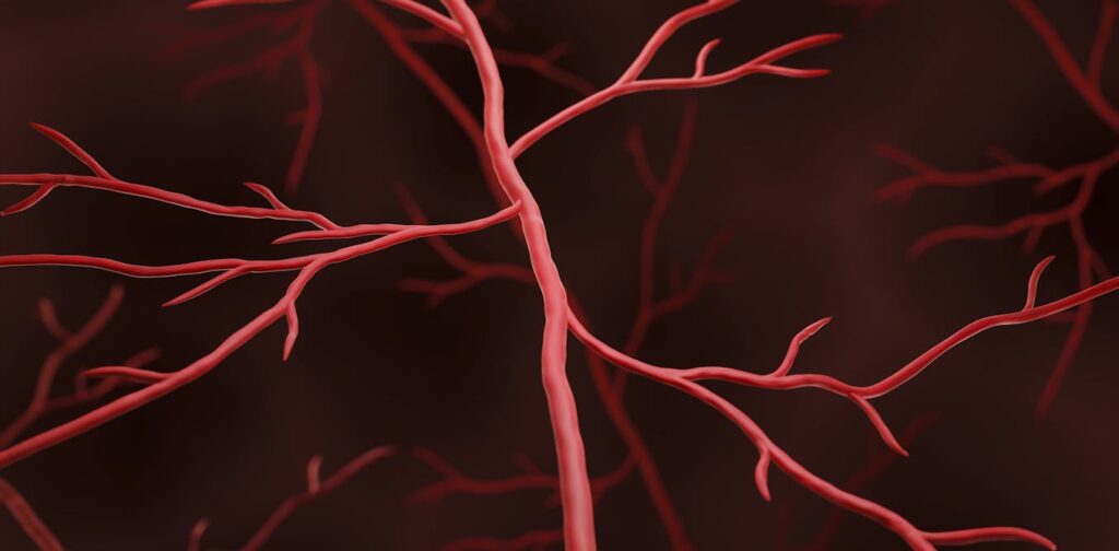 new-research-links-muscle-weakness-in-cancer-survivors-to-blood-vessel-damage