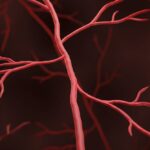 new-research-links-muscle-weakness-in-cancer-survivors-to-blood-vessel-damage