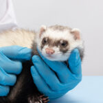 new-study-suggests-cross-immunity-may-mitigate-h5n1-bird-flu-severity
