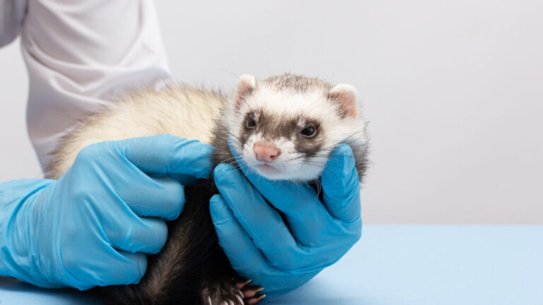 new-study-suggests-cross-immunity-may-mitigate-h5n1-bird-flu-severity