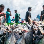 ocean-acidification-crisis-demands-immediate-global-action