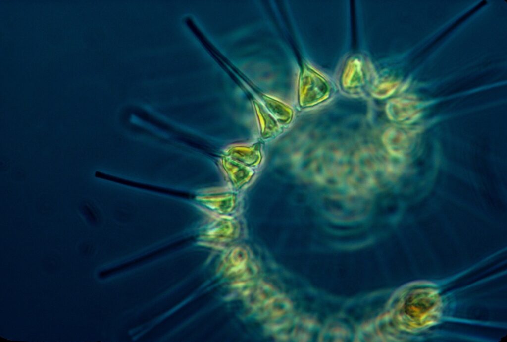 plankton-the-hidden-powerhouses-of-climate-science-and-culture