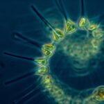 plankton-the-hidden-powerhouses-of-climate-science-and-culture