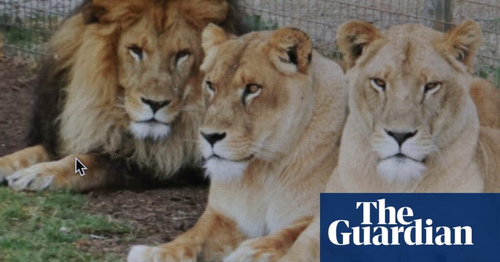 queensland-zoo-to-reopen-after-lioness-attack-on-owner-s-family-member