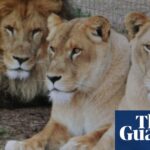 queensland-zoo-to-reopen-after-lioness-attack-on-owner-s-family-member
