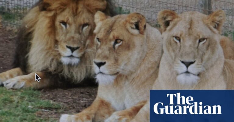queensland-zoo-to-reopen-after-lioness-attack-on-owner-s-family-member