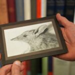 rediscovered-photos-unveil-extinct-butterfly-bandicoot-s-legacy
