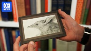 rediscovered-photos-unveil-extinct-butterfly-bandicoot-s-legacy