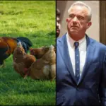 rfk-jr-s-bird-flu-proposal-sparks-pandemic-concerns-among-experts