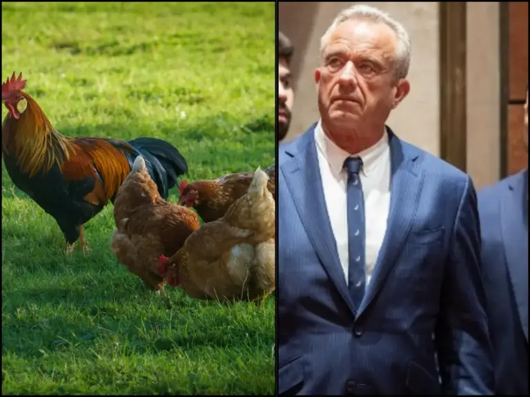 rfk-jr-s-bird-flu-proposal-sparks-pandemic-concerns-among-experts