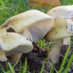 rising-insurance-costs-threaten-viability-of-mushroom-foraging-tours
