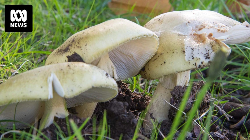 rising-insurance-costs-threaten-viability-of-mushroom-foraging-tours