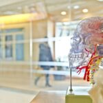 scientists-unlock-ant-behavior-with-brain-molecule-manipulation