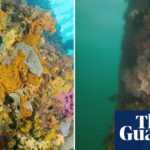 south-australia-battles-worsening-algal-bloom-crisis-on-adelaide-beaches