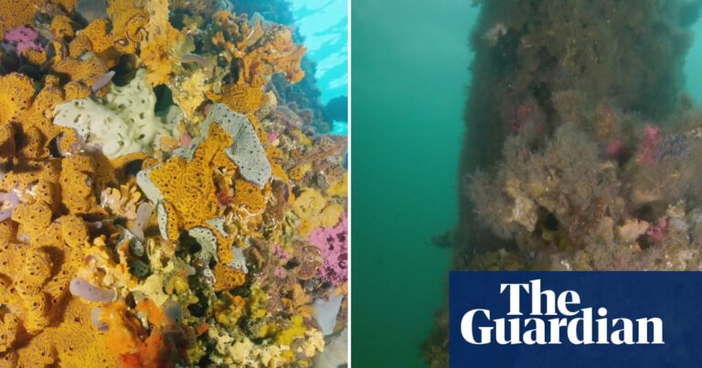south-australia-battles-worsening-algal-bloom-crisis-on-adelaide-beaches