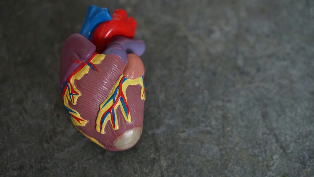 startups-selected-to-innovate-women-s-heart-and-brain-health