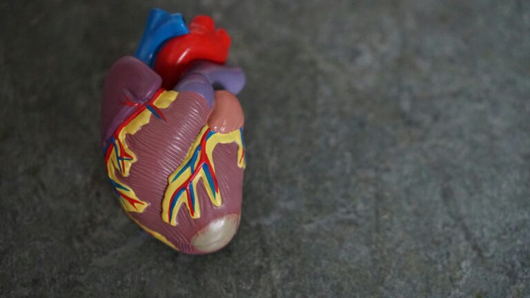 startups-selected-to-innovate-women-s-heart-and-brain-health