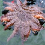 sunflower-sea-stars-a-natural-solution-to-kelp-forest-decline