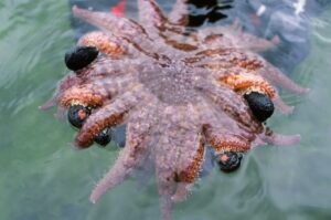 sunflower-sea-stars-a-natural-solution-to-kelp-forest-decline