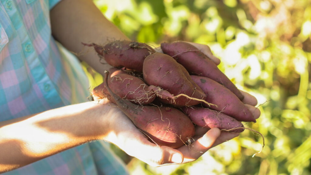 sweet-potato-companion-planting-best-allies-and-worst-neighbors