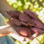 sweet-potato-companion-planting-best-allies-and-worst-neighbors