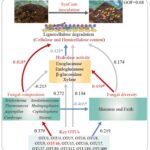 synthetic-microbial-communities-revolutionize-composting-and-crop-growth