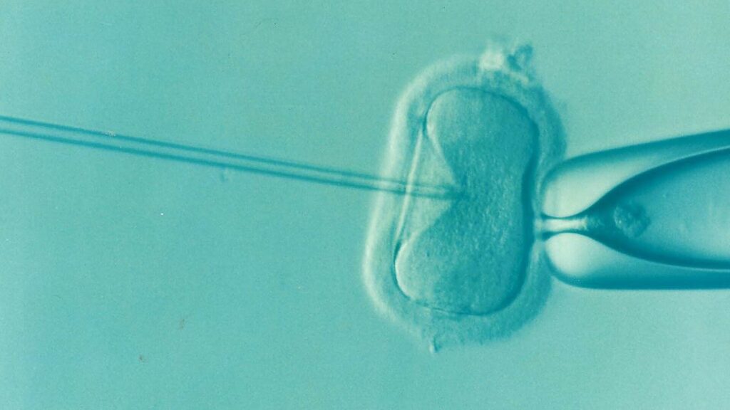 three-person-embryos-a-scientific-breakthrough-with-limited-impact-on-lgbtq-families