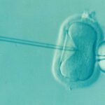 three-person-embryos-a-scientific-breakthrough-with-limited-impact-on-lgbtq-families