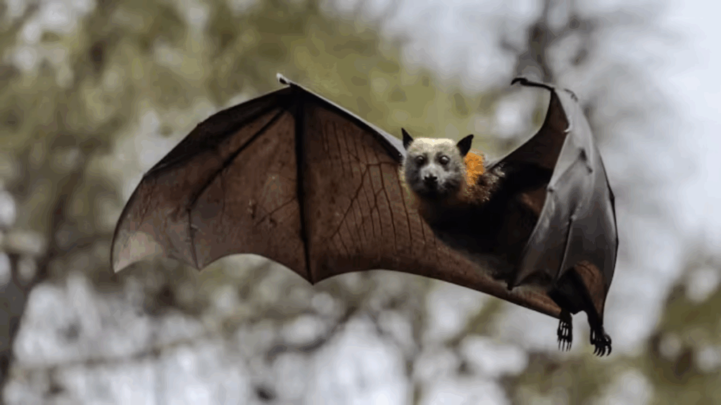 understanding-lyssavirus-rare-but-deadly-bat-borne-threat