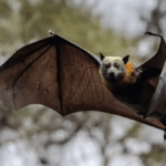 understanding-lyssavirus-rare-but-deadly-bat-borne-threat
