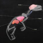 unlocking-the-mysteries-of-preserved-tasmanian-tigers-with-ct-scanning