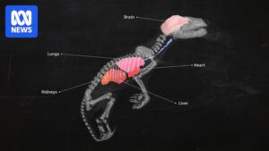 unlocking-the-mysteries-of-preserved-tasmanian-tigers-with-ct-scanning