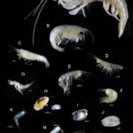 unveiling-the-hidden-world-of-stygofauna-in-northern-australia-s-groundwaters