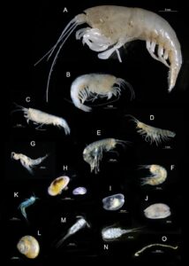 unveiling-the-hidden-world-of-stygofauna-in-northern-australia-s-groundwaters