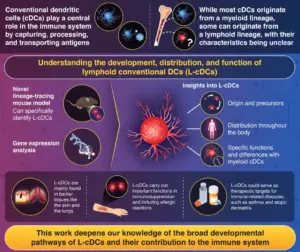 unveiling-the-unique-role-of-lymphoid-derived-dendritic-cells-in-immunity