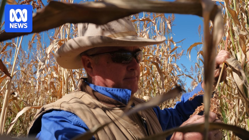 western-queensland-grazier-embraces-cropping-to-combat-drought